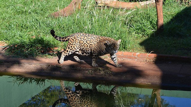 A onça pintada Lilica, de 9 anos, come 5 kg de carne por dia (Foto: Thaisa Figueiredo/G1)