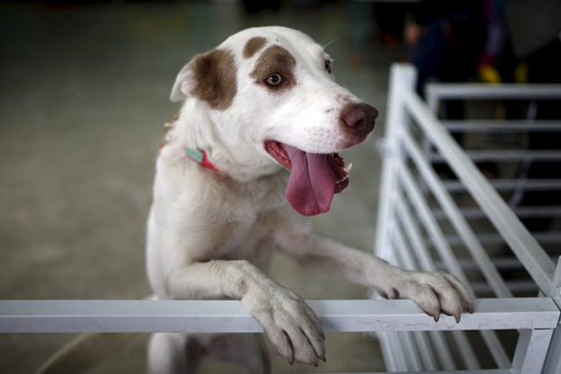 Los Angeles ganha 'café canino' para incentivar adoções (Foto: REUTERS/Lucy Nicholson)