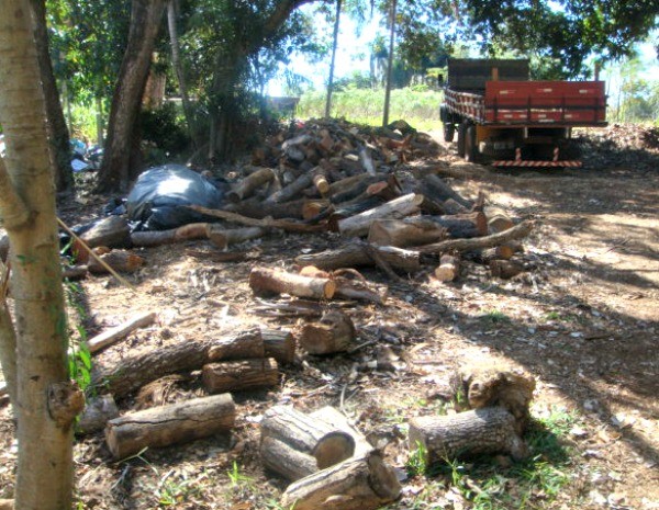145 árvores da éspecie aroeira são derrubadas em Sidrolândia.  (Foto: Divulgação/PMA)