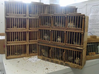 Aves foram apreendidas no Mercado do Cordeiro (Fot Divulgação / Cipoma)