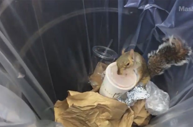 Esquilo foi filmado vasculhando lixeira e 'fugindo' com copo de milkshake (Foto: Reprodução/YouTube/The Watercooler)