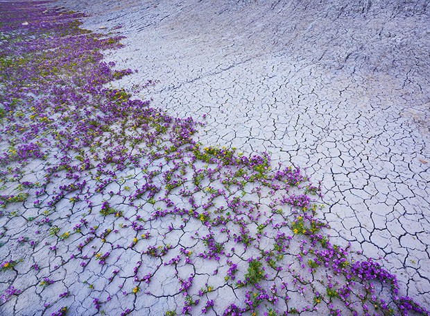 Flores (Foto: Guy Tal / reprodução) Flores (Foto: Guy Tal / reprodução)