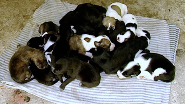 17 cachorros (Foto: Reprodução/TV Gazeta)