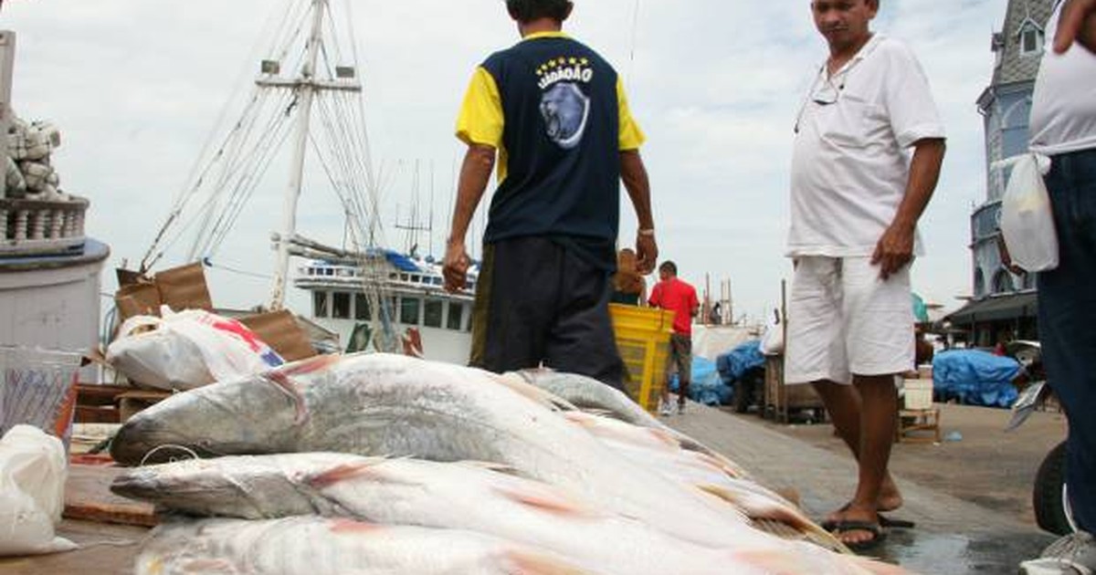 G1 Preço do pescado sofre novo reajuste em Belém notícias em Pará