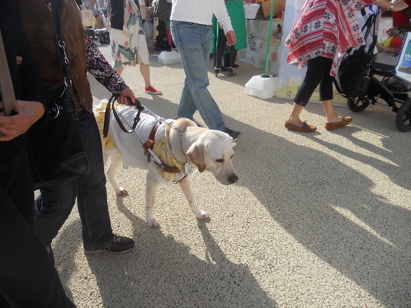 Les chiens-guides sont entraînés à ne pas être distraits, même dans des endroits très stimulés, comme dans une rue animée (Photo : Flickr/Meredith P./CreativeCommons)