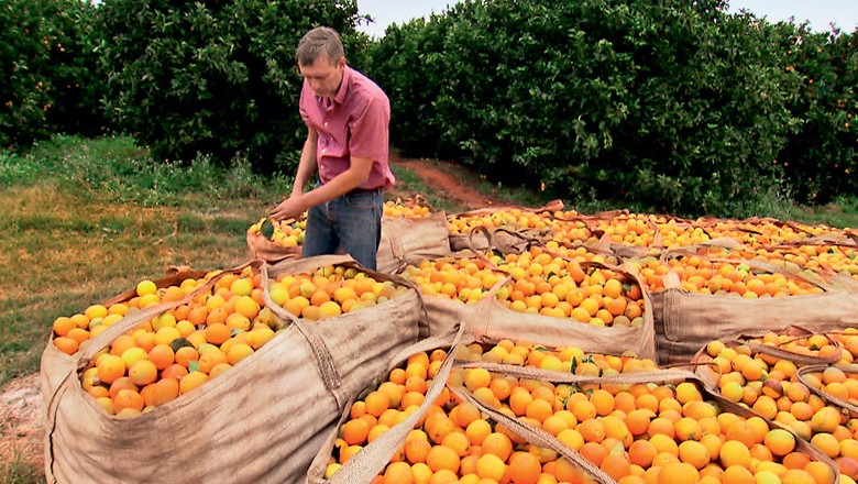 Laranja Safra Estimada Em Milh Es De Caixas