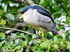 Savacu E Ave Noturna De Asas Cinzentas E Grandes Olhos Vermelhos Fauna G1 Uma das muitas fotos profissionais gratuitas do pexels. g1 globo