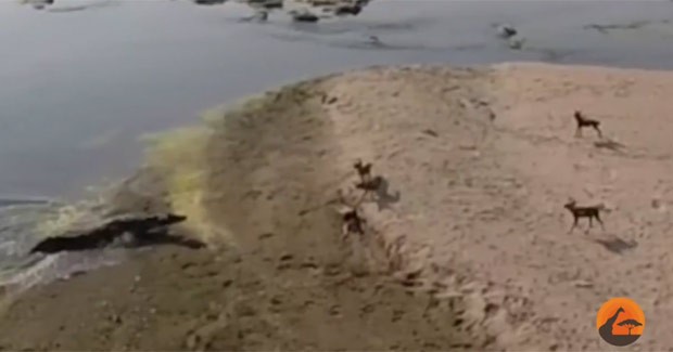 Crocodilo foi filmado roubando refeição de cães selvagens (Foto: Reprodução/YouTube/Kruger Sightings)