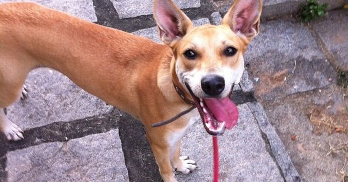 G1 - Casa dos Anjos realiza feira de adoção de animais em Macaé, no RJ ...