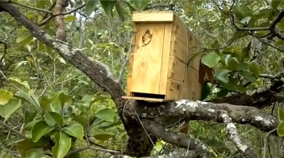 Caixa isca é uma alternativa para atrair as abelhas (Foto: Reprodução/Youtube)