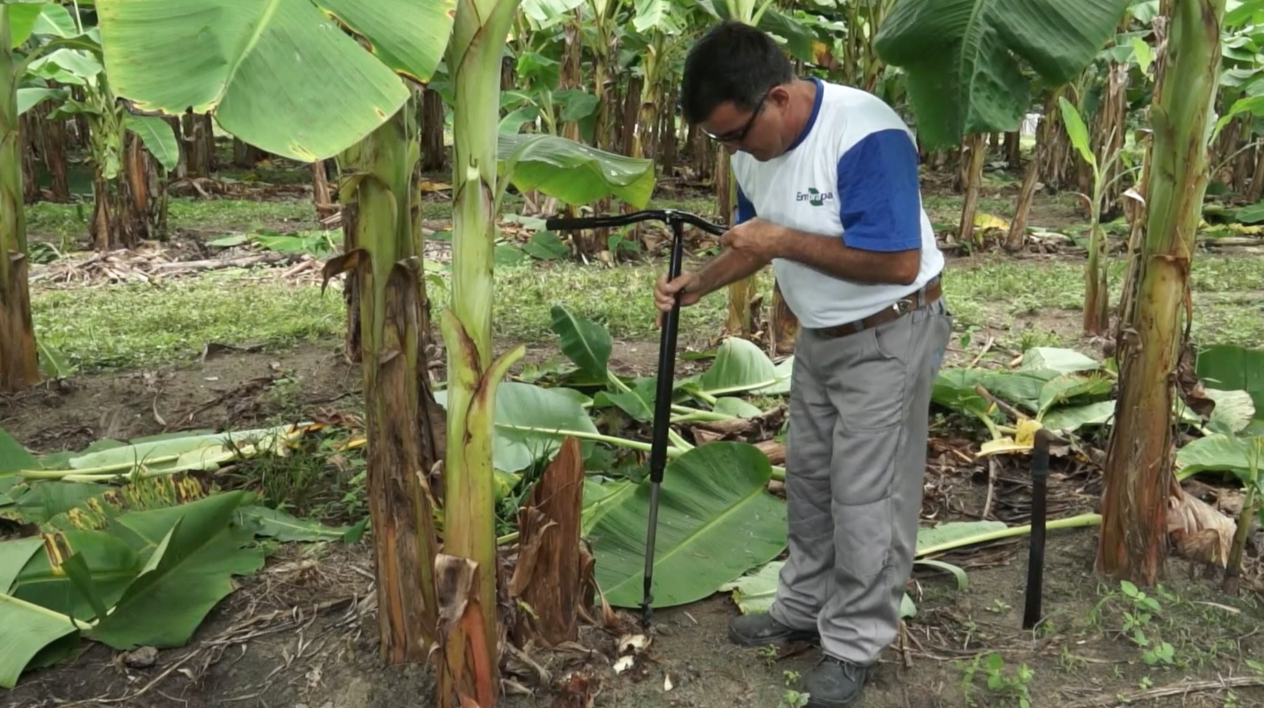 Conheça a ferramenta que ajuda no cultivo da bananeira (Foto: Amazônia Rural)