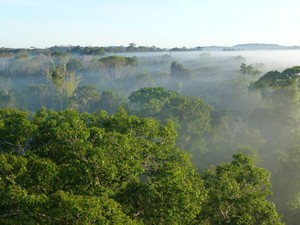 Floresta tropical (Foto: Unboxed Media)