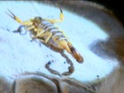 Moradores temem infestação de escorpiões no noroeste paulista