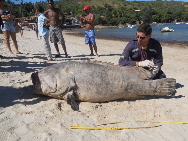 Mero é encontrado morto na Praia de Suape, Litoral Sul de PE (Foto: Divulgação / Moacyr de Abreu e Lima)