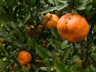 Saiba evitar a mancha-de-alternária em pomares de tangerina ponkan