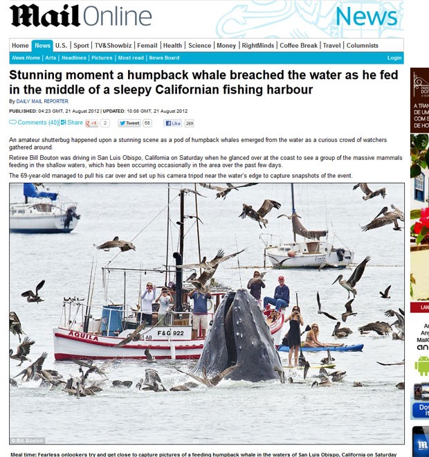 Baleia jubarte emergiu próxima a um barco na Califórnia. (Foto: Reprodução/Daily Mail)