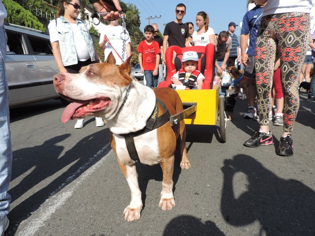 18ª Cãominhada reuniu milhares de pessoas e animais de estimação em Blumenau (Foto: Jaime Batista da Silva/Divulgação)