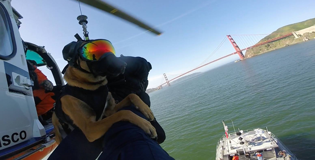 Cães da Guarda Costeira dos EUA usam óculos 'estilosos' em treino (Foto: U.S. Coast Guard Maritime Safety & Security Team/Facebook) Cães da Guarda Costeira dos EUA usam óculos 'estilosos' em treino (Foto: U.S. Coast Guard Maritime Safety & Security Team/Facebook)