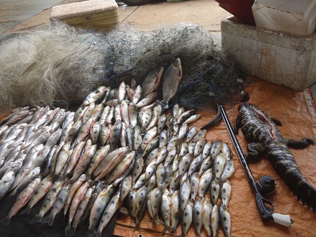  Polícia Ambiental de Panaroma, apreendeu 84 kg de peixes e um jacaré abatido no Rio Paraná. (Foto: Polícia Ambiental/Cedida)