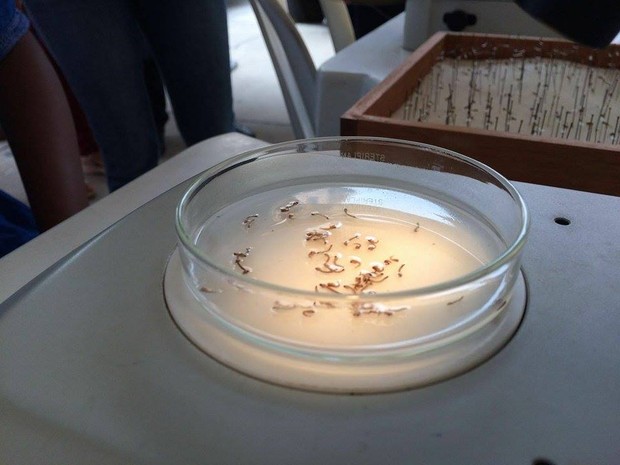Aedes Aegypti já foi responsável por outra epidemias (Foto: Maurício Araya / G1)