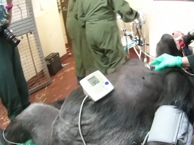 Pertinax, um gorila de 179 kg do zoológico de Paignton, no sudoeste da Inglaterra, passou por um tratamento de canal dentário (Foto: BBC)