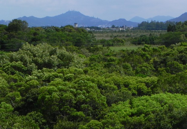 Mata preservada ; meio ambiente ; preservação da natureza ;  (Foto: Embrapa)