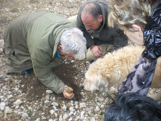 Homens procuram trufas no solo com a ajuda de cão (Foto: Divulgação/Museo de la Trufa)