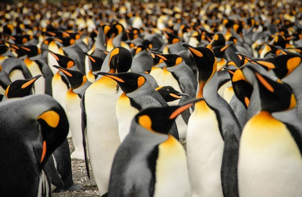 Lisa Vaz enviou sua foto de uma colônia de pinguins-reais para a categoria Natureza e Vida Selvagem (Foto: Lisa Vaz/2015 Sony World Photography Awards)