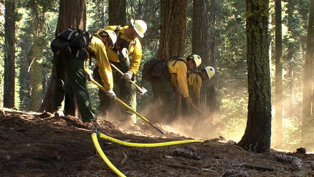 Bombeiros tentam proteger sequoias do Parque Yosemite (Foto: Reuters)