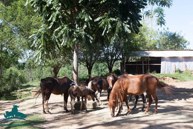 8 santuários de animais para visitar com a família (Foto: Divulgação) 8 santuários de animais para visitar com a família (Foto: Divulgação)