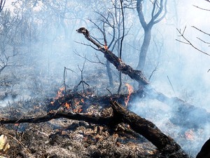 Incêndio destruiu vegetação da terra indígena Pareci (MT). (Foto: Nicélio Silva/Ibama-MT)
