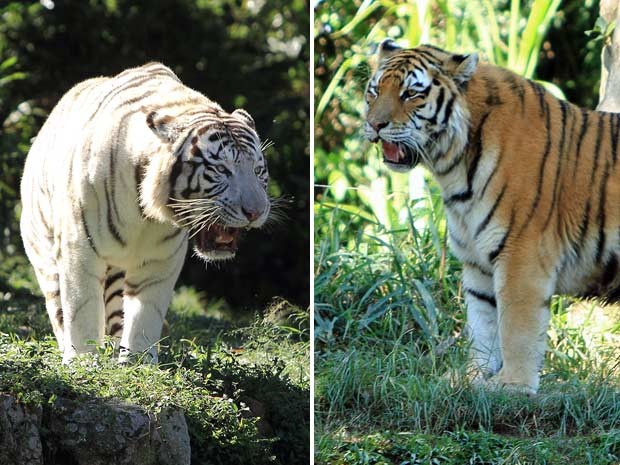 Equipe de Zoológico tentou que tigre branco (esq) namorasse fêmea do parque, mas não deu certo; com chegada de tigre-de-bengala (direita) nesta semana, técnicos avaliam  nova chance de formar um par (Foto: Ardilhes Moreira/G1)