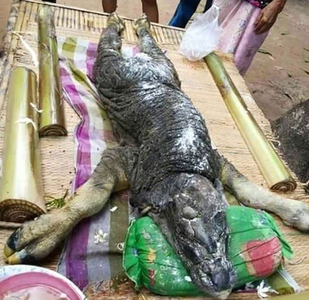 Criatura bizarra achada na Tailândia