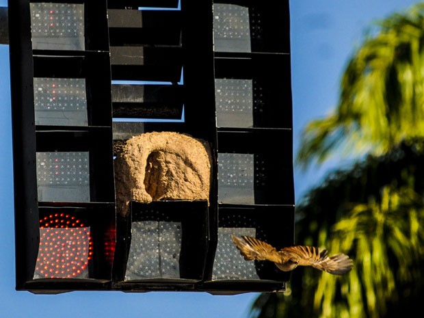 Pássaro é visto saindo de sua 'casa' na capital catarinense. (Foto: Eduardo Valente/Futura Press/Estadão Conteúdo) Pássaro é visto saindo de sua 'casa' na capital catarinense. (Foto: Eduardo Valente/Futura Press/Estadão Conteúdo)