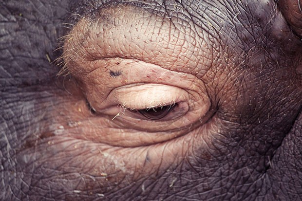 Olhar de um hipopótamo, flagrado pelo espanhol Oscar Ciutat (Foto: Oscar Ciutat/Creative Commons)
