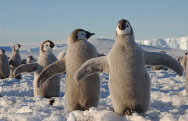 Filhotes de pinguim imperador na Antártica. O futuro do continente é decisivo para eles e para nós também (Foto: Hannes Grobe/AW)