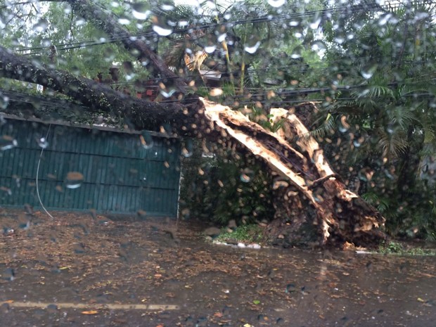 Árvore cai em cima de casa na Avenida Pedroso de Moraes, esquina com a Avenida dos Semaneiros, na Zona Oeste da cidade  (Foto: Heloisa Ferreira/Arquivo Pessoal )