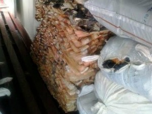 Material apreendido deve ser encaminhado para a Dema (Fot Divulgação/Batalhão Ambiental)
