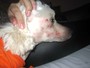 Dona de poodle acusa pet shop por maus-tratos em Rio Branco