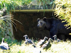 Zoológico não tinha urso pardo há mais de oito anos (Foto: Ardilhes Moreira/G1)