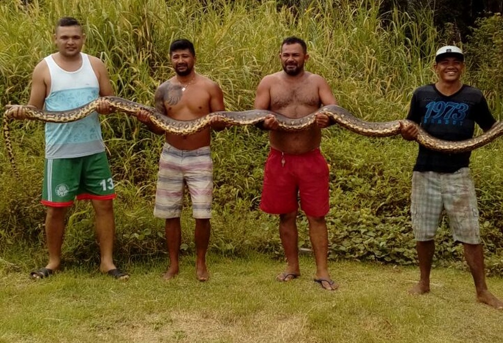 Grupo capturou cobra de 5 metros (Foto: Arquivo Pessoal/Erickson Moraes)