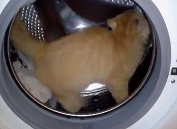 Gato transforma máquina em esteira de hamter na Rússia (Foto: Reprodução/YouTube/CatsFunnyVids)