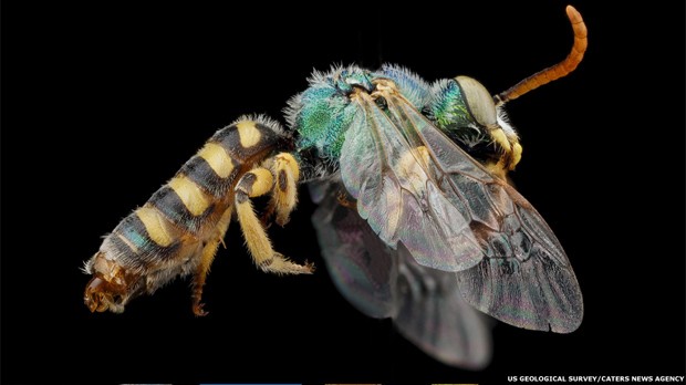 Sam Droege, que chefia o laboratório, diz que cada foto macro é uma composição de 20 a 300 imagens individuais das abelhas, feitas de distâncias levemente distintas.  (Foto: U.S. Geological Survey’s Bee Inventory and Monitoring program via Caters News Agency)
