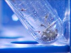 Pesquisadores descobrem forma de transmissão da zika entre mosquitos