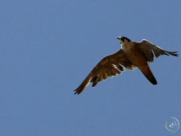 Aves devem ficar na cidade até Abril (Fot Reprodução/ TV TEM)