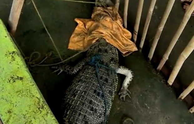 G1 Filipino Se Surpreende Ao Capturar Crocodilo De 2 Metros Em