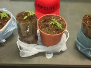 Pés de maconha foram apreendidos pela Polícia Militar (Foto: Divulgação/Polícia Militar de Porto Ferreira) Pés de maconha foram apreendidos pela Polícia Militar (Foto: Divulgação/Polícia Militar de Porto Ferreira)