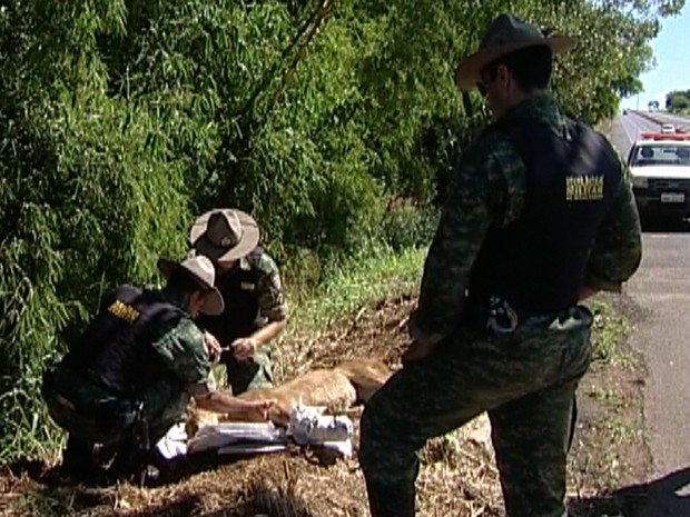 Uma onça suçuarana morreu ao ser atropelada na rodovia BR-050, em Uberaba. O animal adulto morreu com o impacto e foi recolhido na tarde desta segunda-feira (29) pela Polícia Militar do Meio Ambiente. Segundo os militares, ele será taxidermizado para educação ambiental. (Fot Reprodução/ TV Integração)