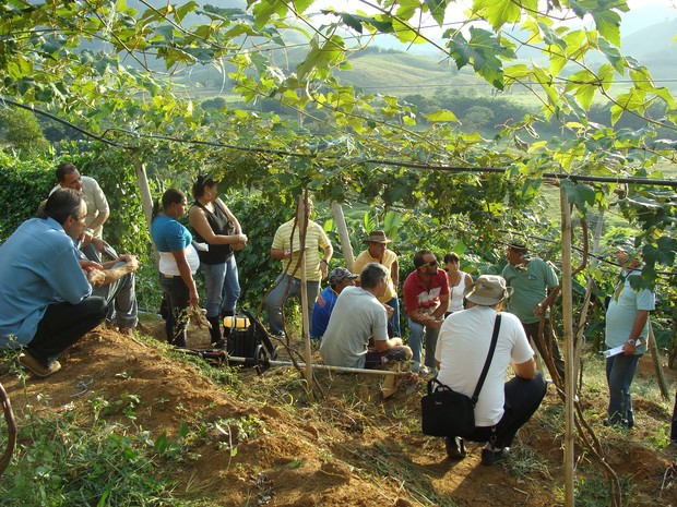 Sob a parreira, os agricultores conheceram as técnicas de cultivo da uva niágara rosada.  (Foto: Divulgação)