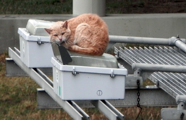 Animal passou dois dias em cima de placa até ser resgatado (Foto: Humane Society of Elkhart County, Don Ely/AP)